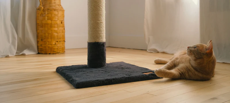 Best Cat Scratching Post for Indoor Cats