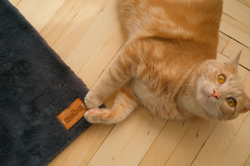 Cat Scratching Post Buying Guide for Large Cats