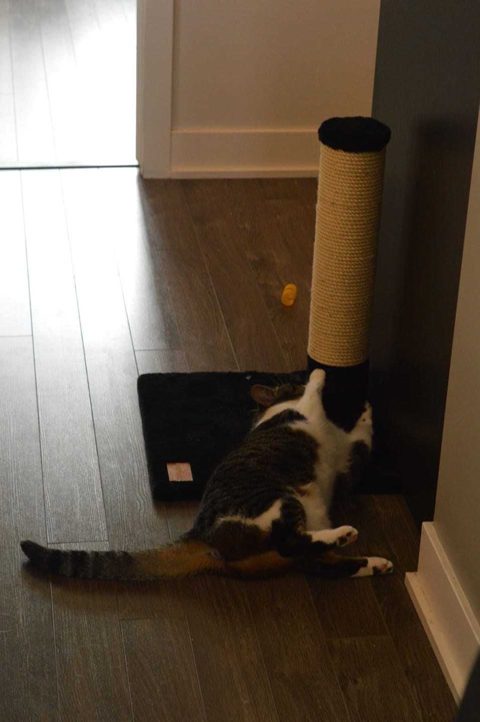 cat scratching post